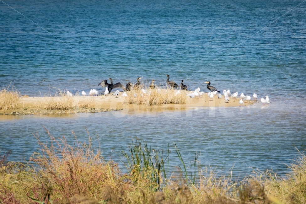 가을,울산,조류,태화강공원,강물,새,풀,동물,animal,조류,새,birds