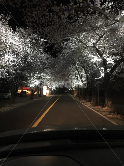꽃,벚꽃,꽃길,야경,드라이브