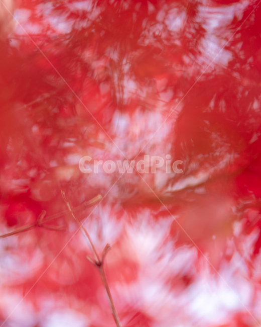 leaf,잎,가을,단풍,몽환,공원,가을,계절,fall,autumn,season