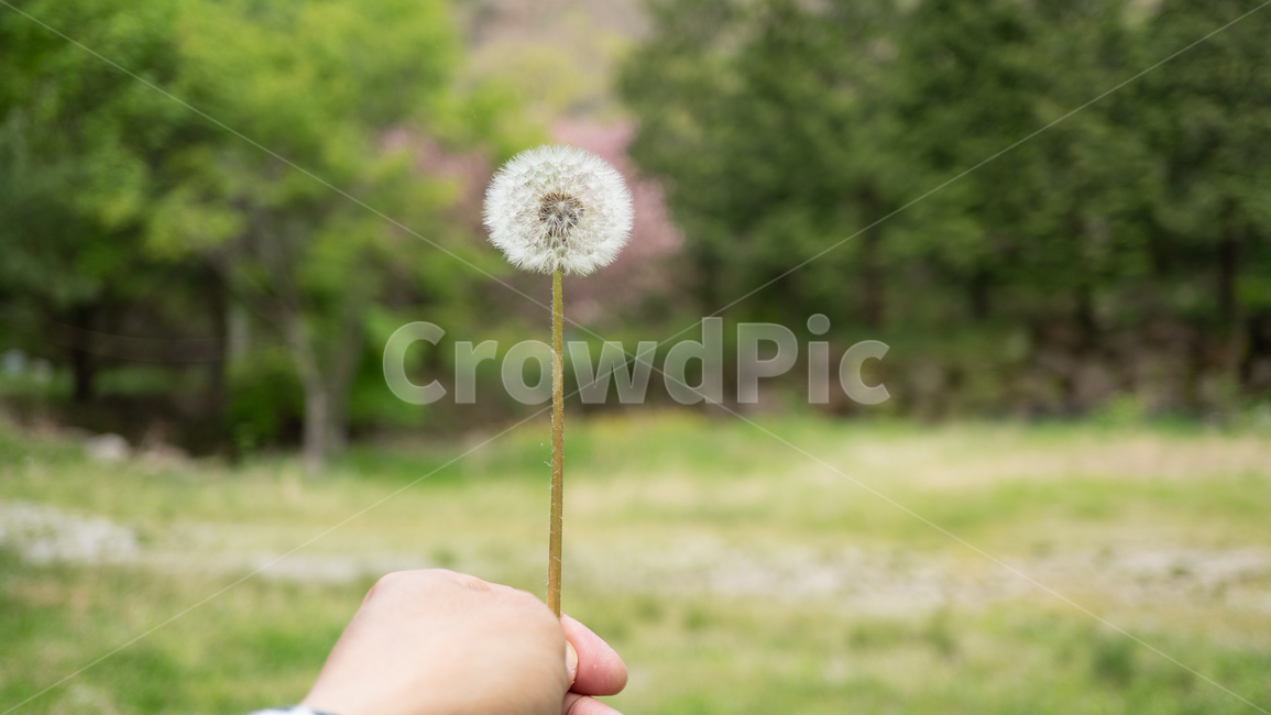 민들레,민들레들고,민들레홀씨,dandelion,봄꽃