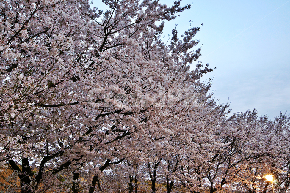 벚꽃,봄,전령,분홍색,장미과,봄,계절,spring,season,식물,자연,plants,nature,꽃,flower,plant,blossom