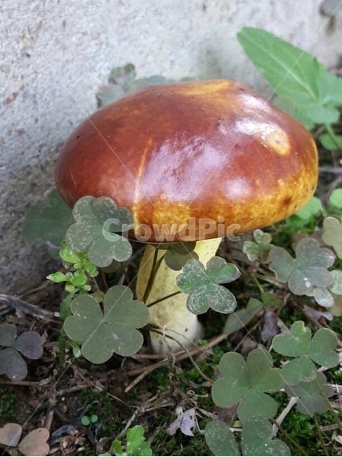 버섯,독버섯,식물,plant,pottery,vase,버섯,mushroom