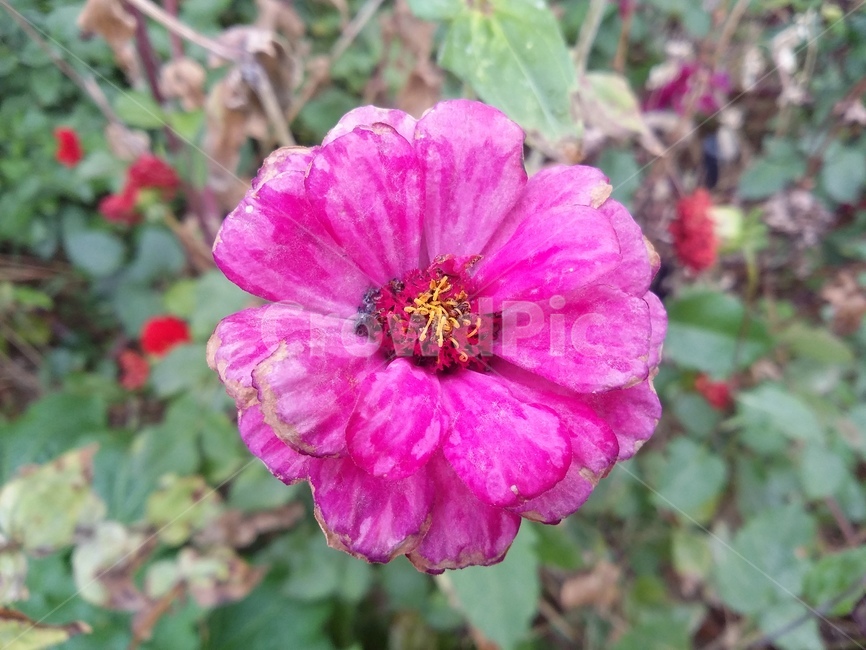 꽃,flower,식물,plant,꽃잎,자연,식물,자연,plants,nature,꽃,flower