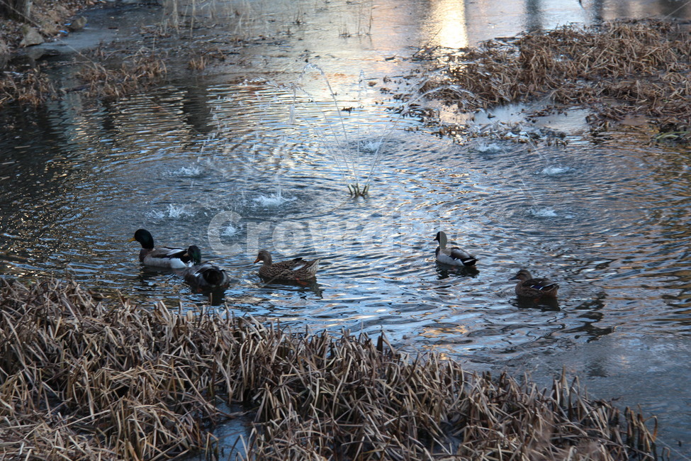 water,물,outdoors,옥외,animal,동물,bird,새,청둥오리