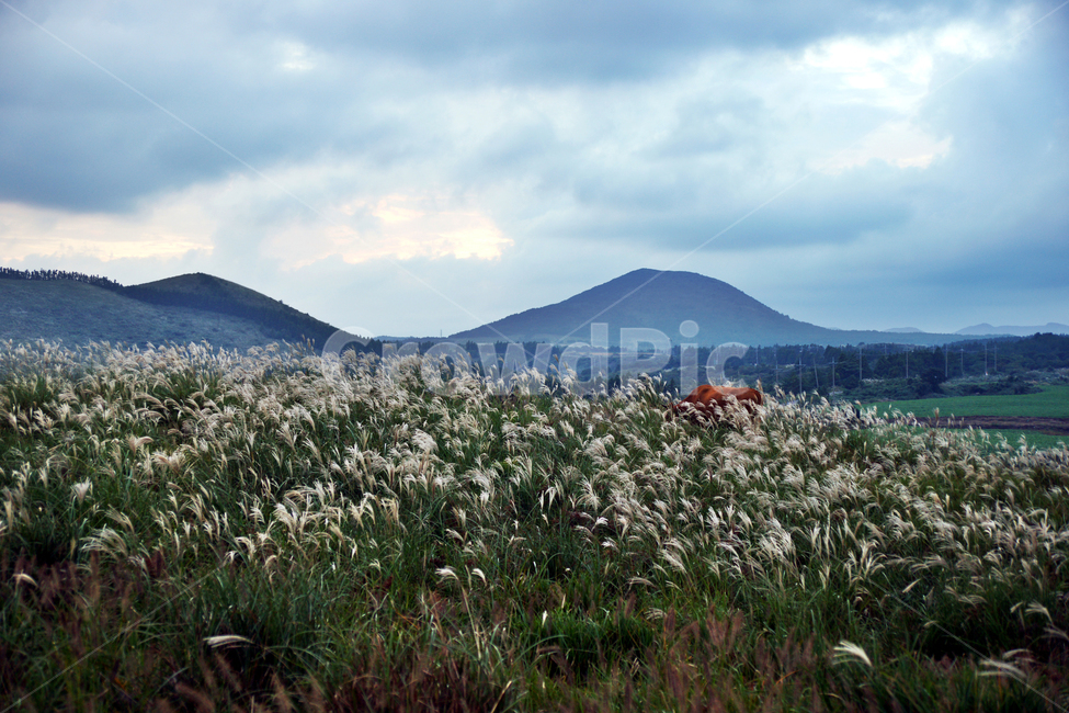 오름,제주,기생화산,억새,소,붉은노을,가을,계절,구름,자연,풍경,nature,landscape,제주도,jeju,jeju island,outdoors,옥외,mountain,산,mountain range,산맥