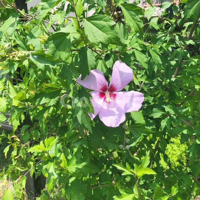 꽃,무궁화,화단,식물,flower