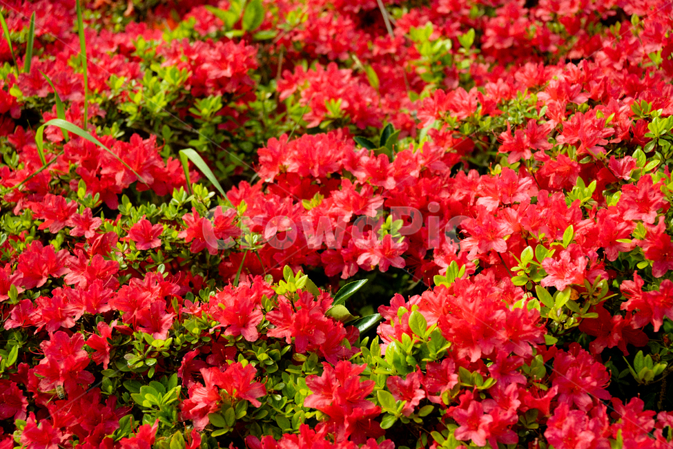 꽃,철쭉,flower,감성사진,봄