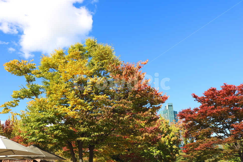 나무,단풍,식물,자연,풍경,가을,느티나무,하늘,가을,계절,fall,autumn,season,자연,풍경,nature,landscape,tree,plant
