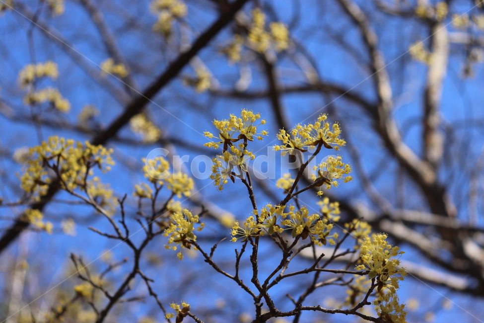 노랑꽃,노란꽃,귀여운꽃,꽃,나무,plant,식물,flower