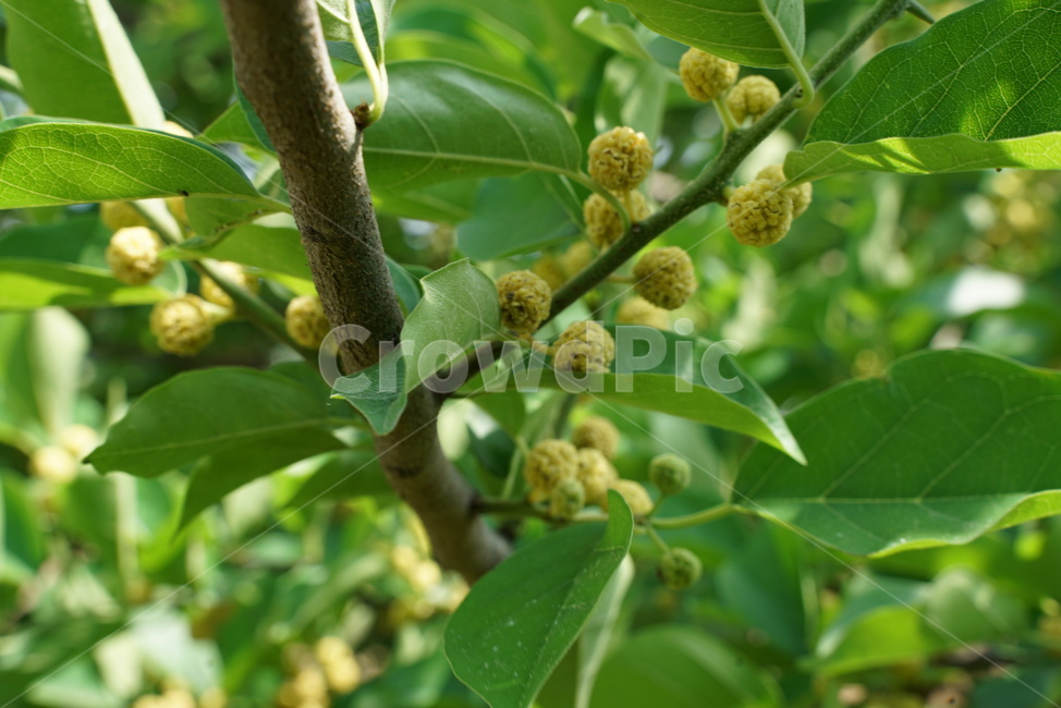 Cudrania fruit,deciduous tree,Fruit,tree,Kujippong,nettle,Moraceae,dicotyledonous plant class