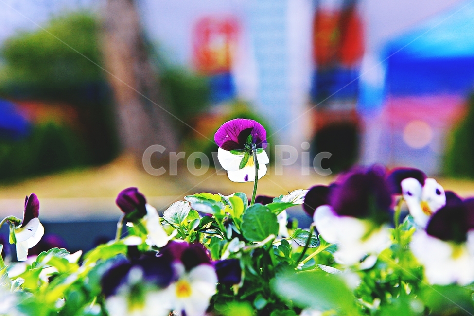 봄꽃,꽃,식물,자연,배경,식물,자연,plants,nature,꽃,flower