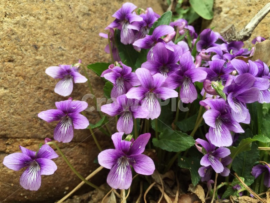geranium,제라늄,flower,식물,plant,꽃,blossom,식물,자연,plants,nature,꽃,flower