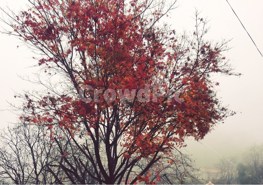 나무,단풍,maple,식물,tree,풍경,배경,자연,mood