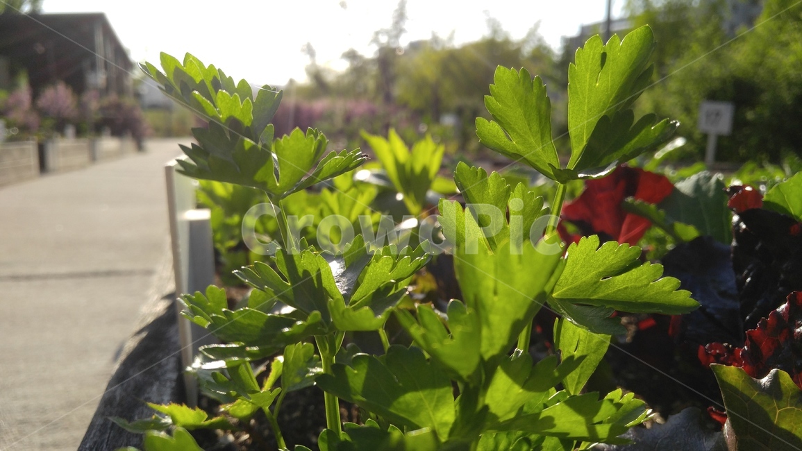 미나리,그린,녹색,텃밭,도시텃밭,식물,green,vegetablegarden,urbangarden,plant