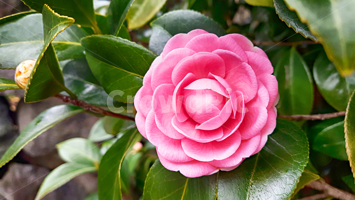 동백꽃,동백,꽃망울,꽃,flower,plant,식물,leaf,잎