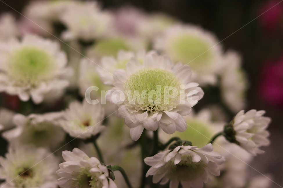 꽃,식물,plant,flower,blossom