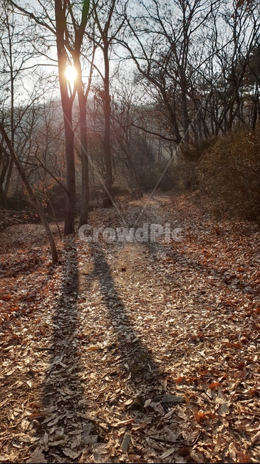 plant,식물,treetrunk,나무줄기,바닥,ground,나무,tree,관악산,햇빛,빛,dirtroad,흙길
