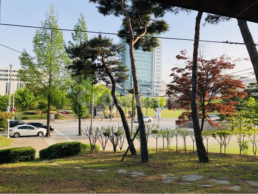 봄,자연,나무,풍경,날씨