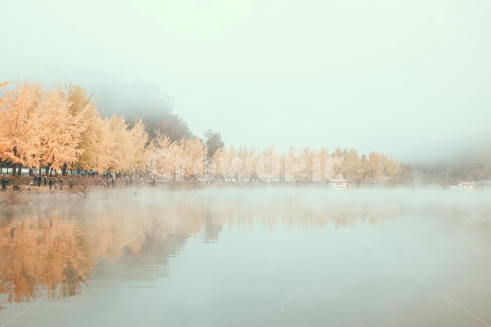 은행나무,물안개,새벽,풍경,가을,nature,자연,outdoors,옥외,weather,날씨,가을,계절,fall,autumn,season,자연,풍경,nature,landscape