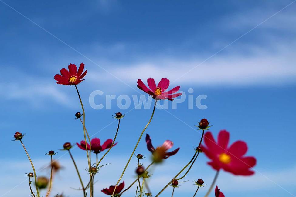 코스모스,가을,하늘,배경화면,구름,식물,자연,plants,nature,꽃,flower