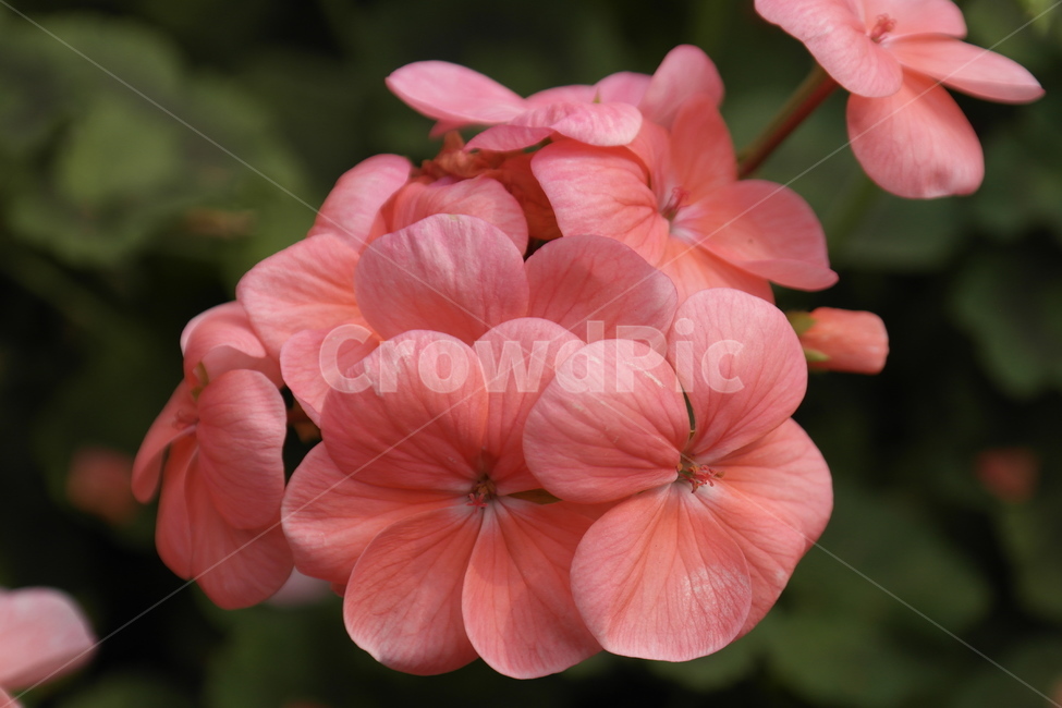 flower,접사,분홍,자연,식물,꽃,제라늄,scarletgeranium,malva,perargoniuminquinans,nature,pink,식물,자연,plants,nature,꽃,flower