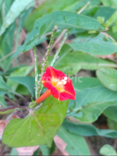 plant,식물,blossom,flower,꽃