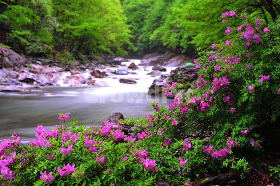 풍경,냇가,공원,진달래,계곡,봄,물,자연,식물,자연,plants,nature,꽃,flower