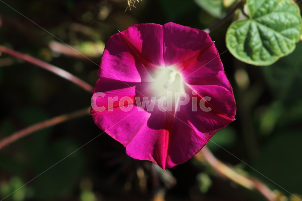 나팔꽃,꽃,식물,야생화,morningglory,식물,자연,plants,nature,꽃,flower