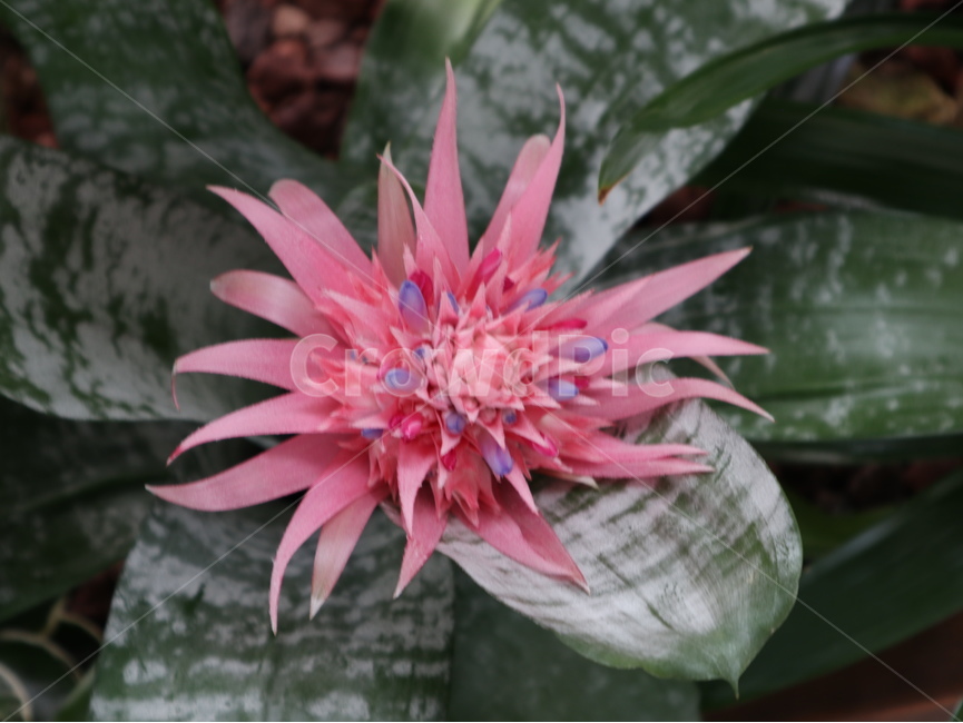 에크메아,flower,꽃,blossom,plant,화분,파인애플과,식물,자연,plants,nature,꽃,flower