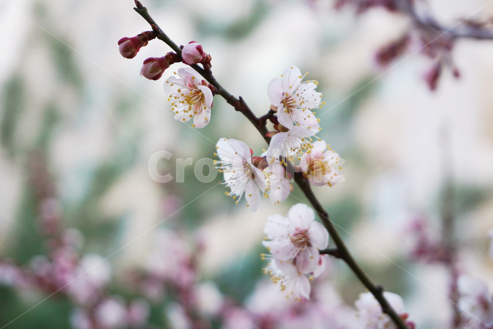 매화,꽃,봉우리,꽃봉우리,봄,분홍색,pink,flower,봄,계절,spring,season,plant,식물,blossom