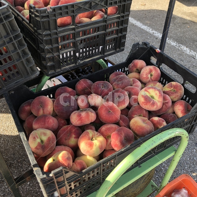 fruit,과일,food,음식,peach,복숭아,과일,열매,fruit
