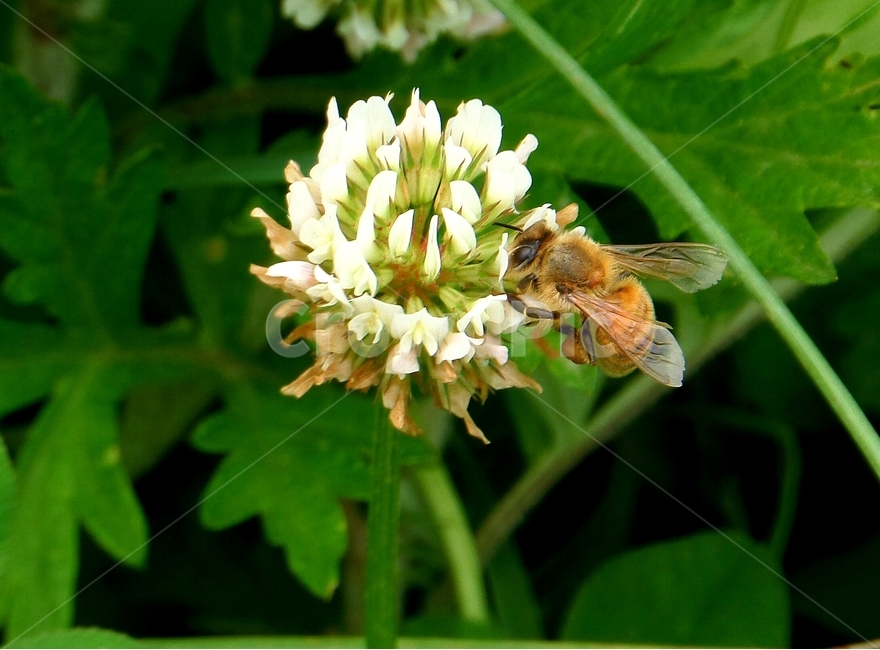 곤충,벌,자연,봄,꽃,동물,animal,곤충,벌레,insect,bug
