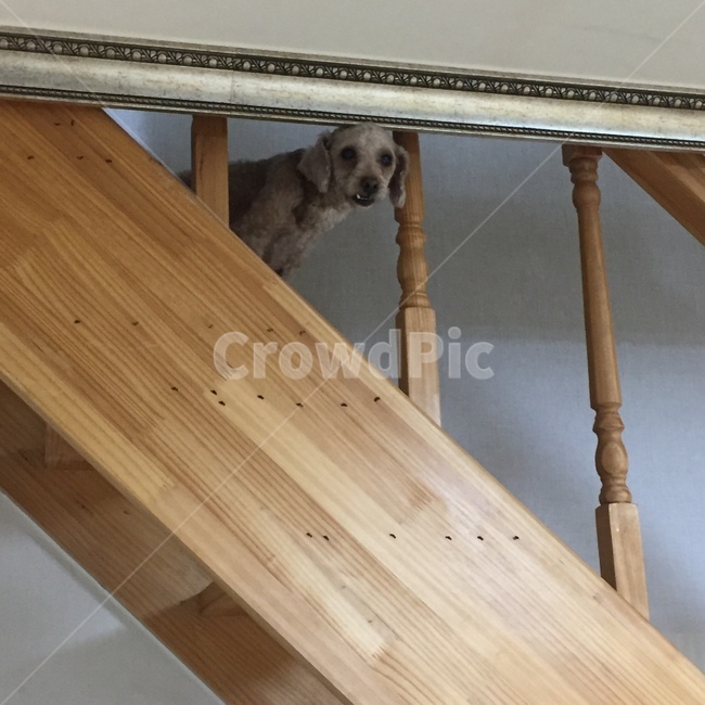 강아지,귀여운강아지,동물,다락방,계단댕댕이,동물,animal,포유류,mammal,개,강아지,dog,doggy