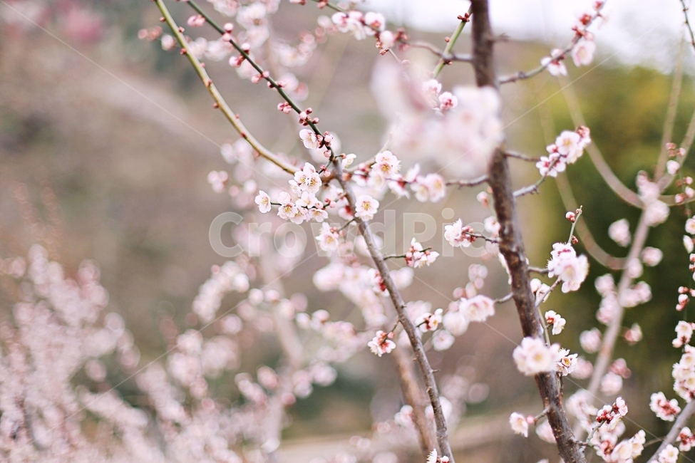 하동,hadong,매화,매화축제,매화꽃,꽃,flower,봄,계절,spring,season,식물,자연,plants,nature,꽃,flower,plant,blossom