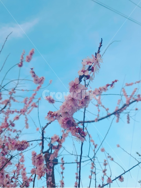 봄,벚꽃,꽃,꽃놀이,나무,버찌,사쿠라