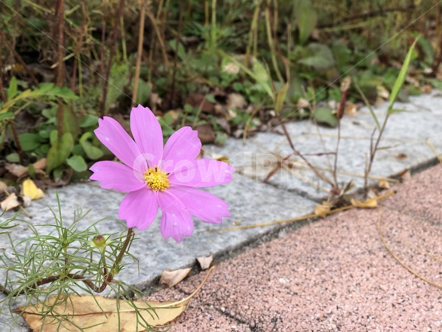 꽃,plant,식물,flower,들꽃,길,wall,wildflower,코스모스,꽃잎,생명,소중함