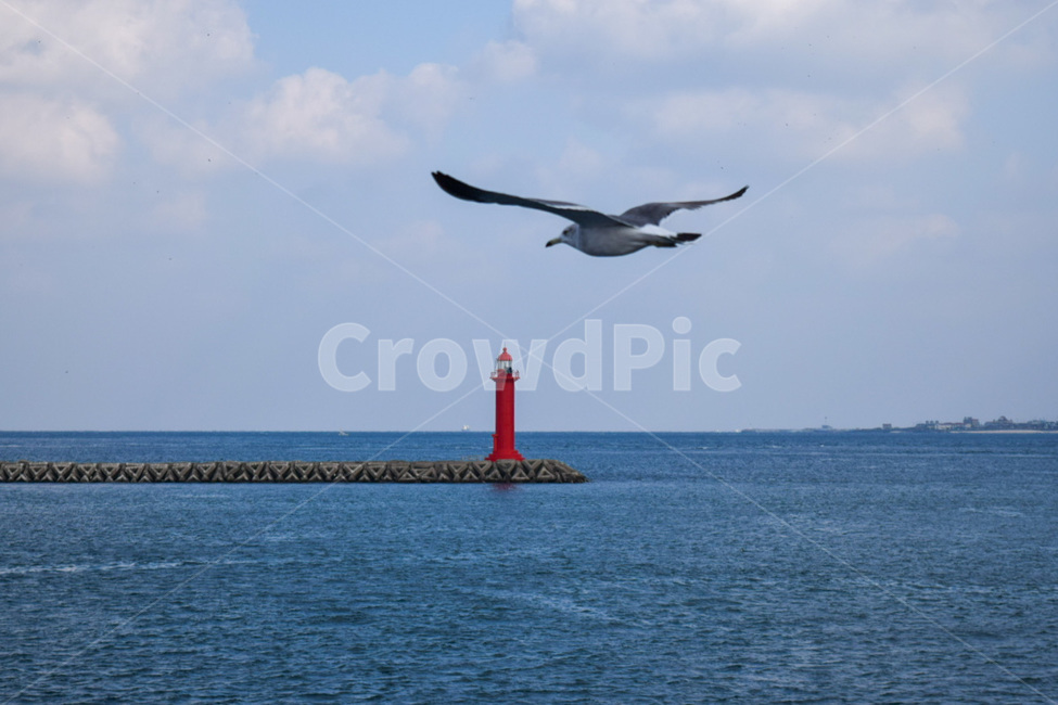 bird,새,탑,등대,갈매기,등대,lighthouse,동물,animal,조류,새,birds