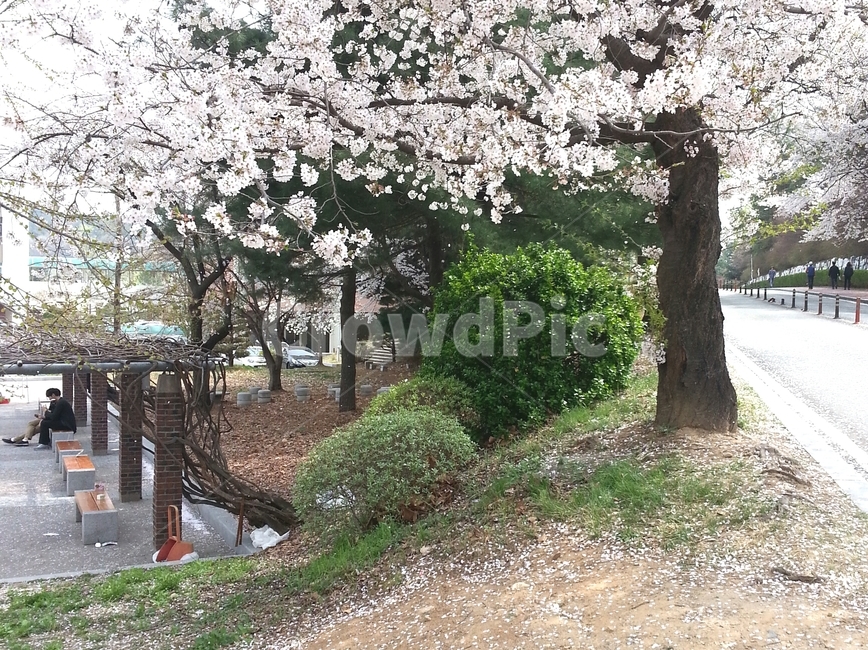 벚꽃,벚나무,벚나무길,평화로움,평화,따뜻함,봄,봄풍경,나무,자연