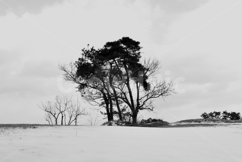 나홀로나무,나무,흑백,흑백사진,대조,Nikon,D750,자연,풍경,nature,landscape,흑백,모노톤,monochrome,black and white,plant,식물,tree