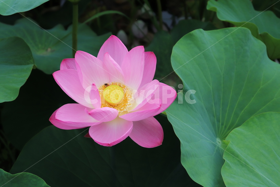 꽃,나뭇잎,연꽃,lotus,flower,leaf,예쁜꽃,활짝핀