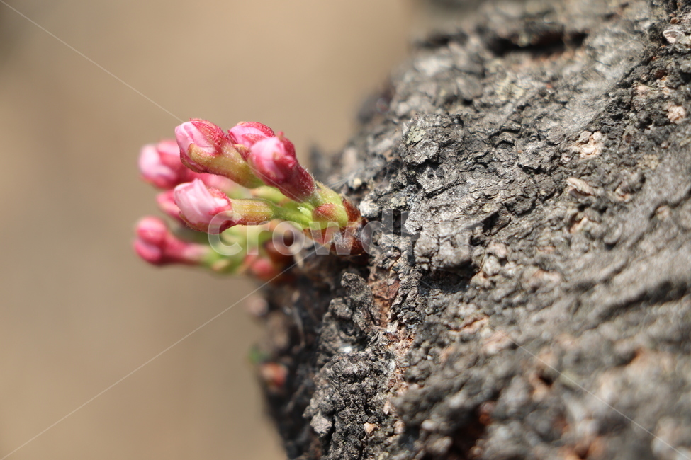 봄,봄꽃,벚꽃,흰꽃,분홍꽃,새순,plant