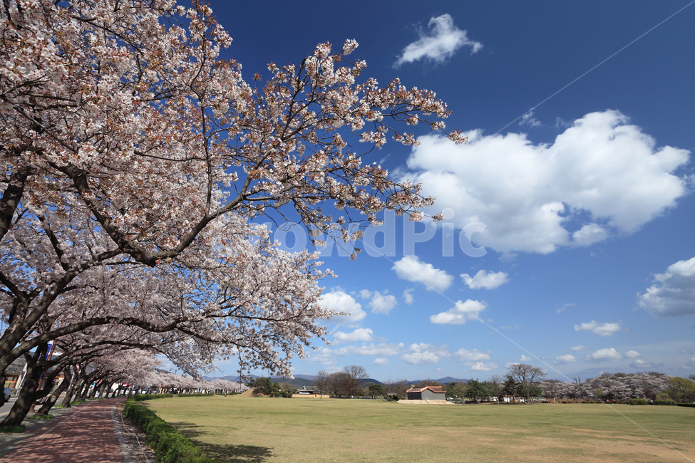 벚꽃,벚나무,봄,풍경,봄풍경,계절,자연,하늘,구름,배경,백그라운드,나무,나뭇가지,식물,아름다운,길,산책로,들,들판,경주,경주시,경북,경상북도,한국