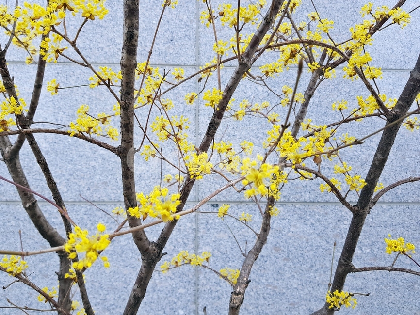 산수유,봄꽃,tree,식물,나무,봄