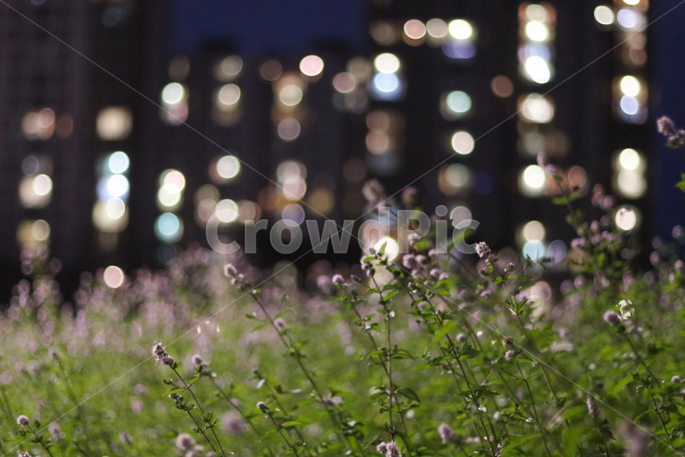 허브,꽃,연보라,풍경,밤,자연,야경,밤,풍경,nightscape,night,landscape,식물,자연,plants,nature,꽃,flower