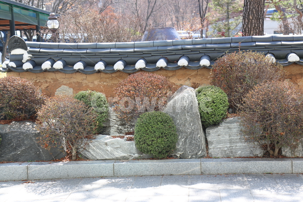 화단,식물,푸른,초록,정원,도심,공원,산책,화창한,시청,시흥,담벼락,장소,경기도,한국전통,한국문화,korean traditional,korean culture,식물,자연,plants,nature