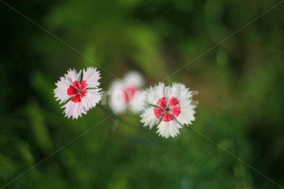 자연,꽃,빨강,초록,초여름,초롱꽃,식물,자연,plants,nature,꽃,flower