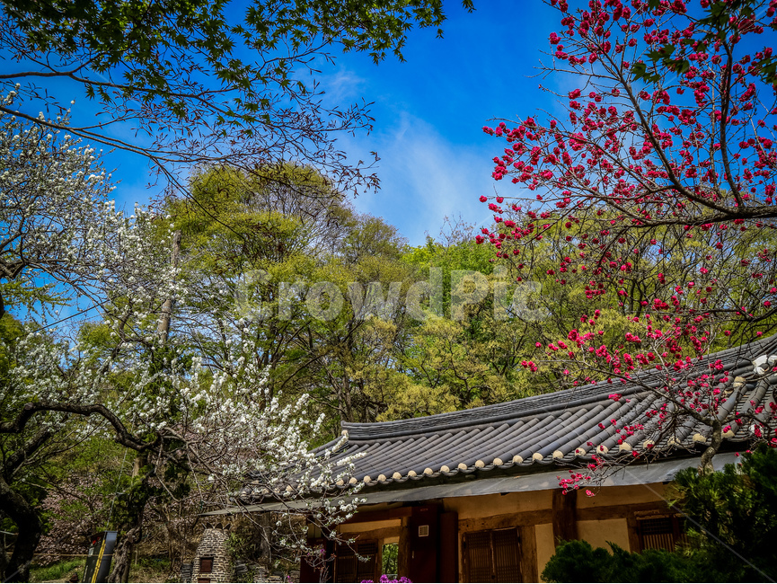 개심사,봄,풍경,한옥,자연,봄,계절,spring,season,한국전통,한국문화,korean traditional,korean culture,건축물,건물외관,exterior,building,structure,architecture,construction