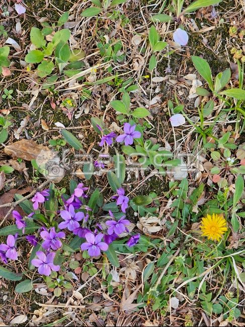 꽃,꽃잎,보라,허브,아네모네,가시과,flower,petal,purple,acanthaceae,herbs,anemone
