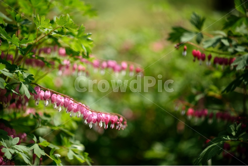 황매화,꽃,자연,식물,야생화,식물,자연,plants,nature,꽃,flower