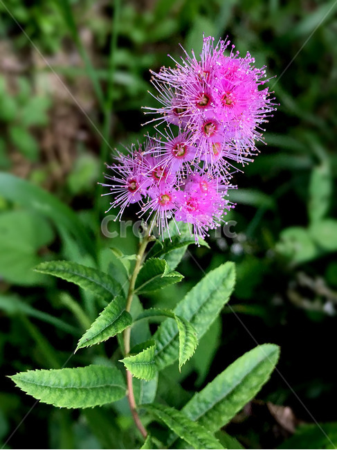 야생화,들꽃,가을꽃,가을야생화,가을,식물,자연,꽃,생명,식물,자연,plants,nature,꽃,flower